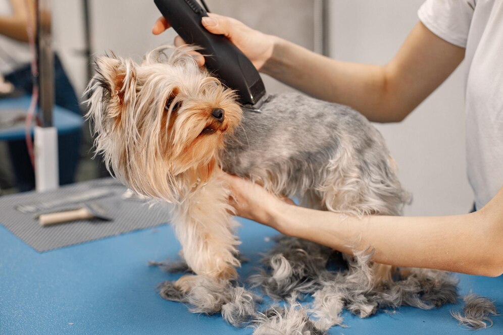 Pet Grooming Image
